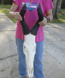 Buy this African Male Red Hartebeest skull with 19 and 20 inch horns available for sale - $95