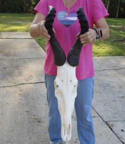 Authentic African Male Red Hartebeest skull with 20 and 21 inch horns - $95