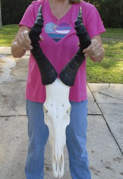 Authentic African Male Red Hartebeest skull with 21 inch horns - $95