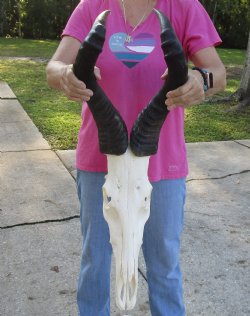 Authentic African Male Red Hartebeest skull with 22 inch horns - $95