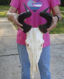 Real African Lichtensteins Hartebeest skull with 18 inch horns - $100