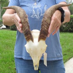 9" Angora Goat Skull with 15" Horns - $100