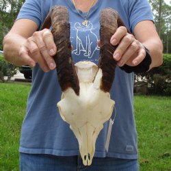 10" Angora Goat Skull with 17" Horns - $100