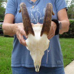 9" Angora Goat Skull with 13" Horns - $100