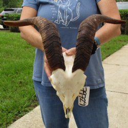 9" Angora Goat Skull with 17" Horns - $120