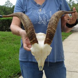 9" Angora Goat Skull with 16" Horns - $120