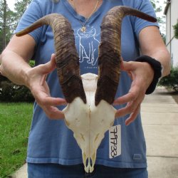 9" Angora Goat Skull with 18" Horns - $120