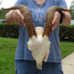 10" Angora Goat Skull with 18" Horns - $120