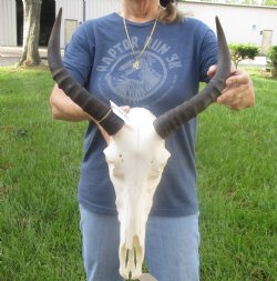 Buy this B-Grade Tsesebee Skull with 14 inch Horns for Cabin Decor for $90