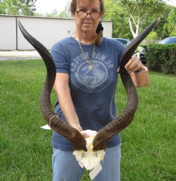 35 inch Kudu Horns on Kudu Available for Sale for $170