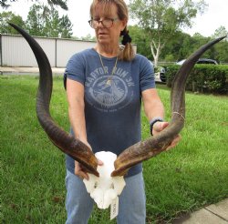 Authentic Kudu horns measuring approximately 29 inches on skull plate - For Sale for $85.00 