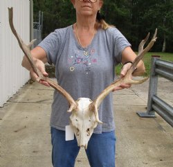 Buy this Fallow Deer Skull with horns (antlers) measuring 18 and 20 inches long for $95