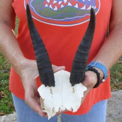 Mountain Reedbuck Skull Plate with 7" Horns - $29