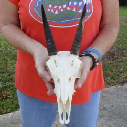 8" Mountain Reedbuck Skull with 6" Horns - $52