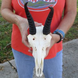 9" Mountain Reedbuck Skull with 6" Horns - $52