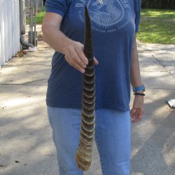 25" Waterbuck Horn - $30