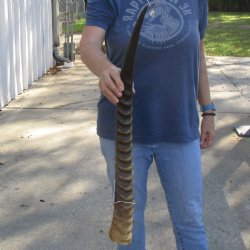 28" Waterbuck Horn - $30