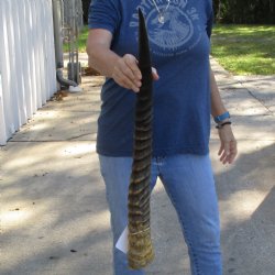 30" Waterbuck Horn - $30