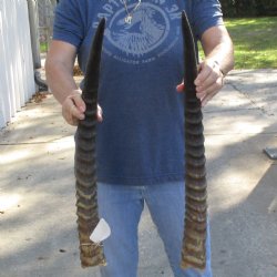 Matching Pair of 25" Waterbuck Horns - $60