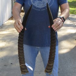 Matching Pair of 24" Waterbuck Horns - $60