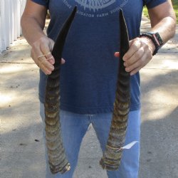 Matching Pair of 21" Waterbuck Horns - $55