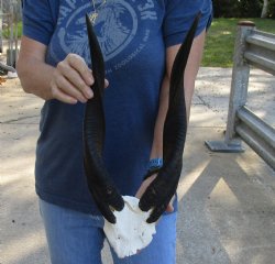 Buy this Bushbuck Skull Plate and Horns 17 inches for sale $50