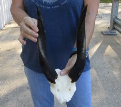 Buy this Bushbuck Skull Plate and Horns 12 inches for sale $45