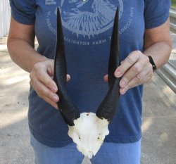 Bushbuck Skull Plate and Horns 10 inches - available for purchase $45