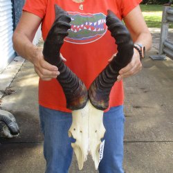 23" Horns on Male Red Hartebeest Skull Plate - $60