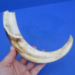 11" Ivory Tusk from African Warthog - $59