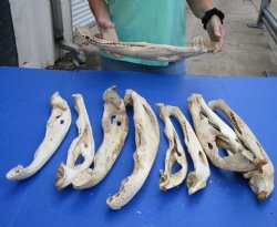 10 piece lot of Authentic Florida Alligator Jaw Bones - 16 to 21 inches - $25