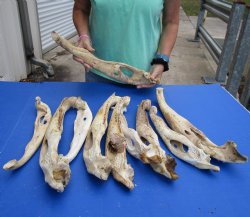 Buy this 10 piece lot of Florida alligator jaw bones - 16 to 22 inches - $25