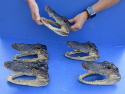 5 pc lot of 7 to 7-3/4 inch Alligator Heads for sale $53/lot