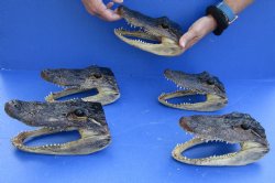 5 pc lot of 7 to 7-3/4 inch Alligator Heads for sale $53/lot