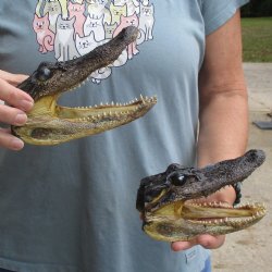 5" Alligator Heads, 2pc lot - $23