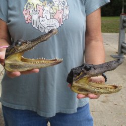 5" Alligator Heads, 2pc lot - $23