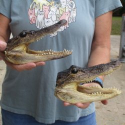 7" Alligator Heads, 2pc lot - $25