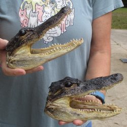 7" Alligator Heads, 2pc lot - $25