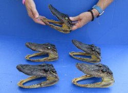 5 pc lot of 5 to 6 inch Alligator Heads, available for sale $49/lot