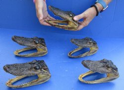 5 pc lot of 5 to 6 inch Alligator Heads, available for sale $49/lot