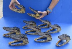 10 pc lot of 5 to 6 inch Alligator Heads for sale $92.50/lot