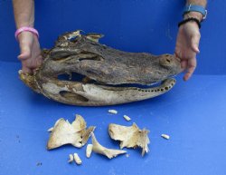 Craft Grade, 16" Alligator head with pieces - $20