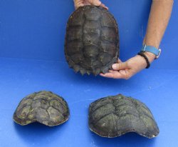 Buy this 3 pc Lot of Common Snapper Turtle Shells measuring 7 to 8-1/2  for $36/lot