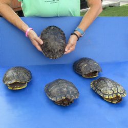 Five 8" Red-Eared Slider Turtle Shells - $85