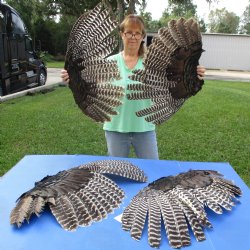 4 B-Grade, North American Turkey Wings - $40