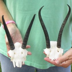 2 Female Springbok Skull Plates with 7" Horns - $35