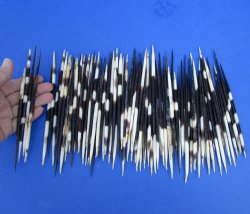 Buy these Grade B African fat porcupine quills (Semi-Cleaned) 5 to 7 inches - 100 pcs @ $80