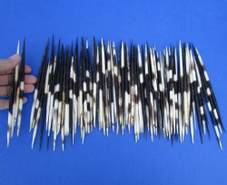 Authentic 100 piece lot of Grade B African fat porcupine quills (Semi-Cleaned) 5 to 7 inches - Buy Now for $80