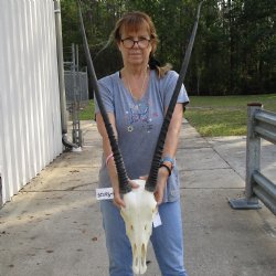 15" Gemsbok Skull with 33" Horns - $160