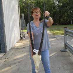 15" Gemsbok Skull with 34" Horns - $160